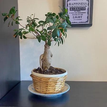 Tara Costa degli Angeli